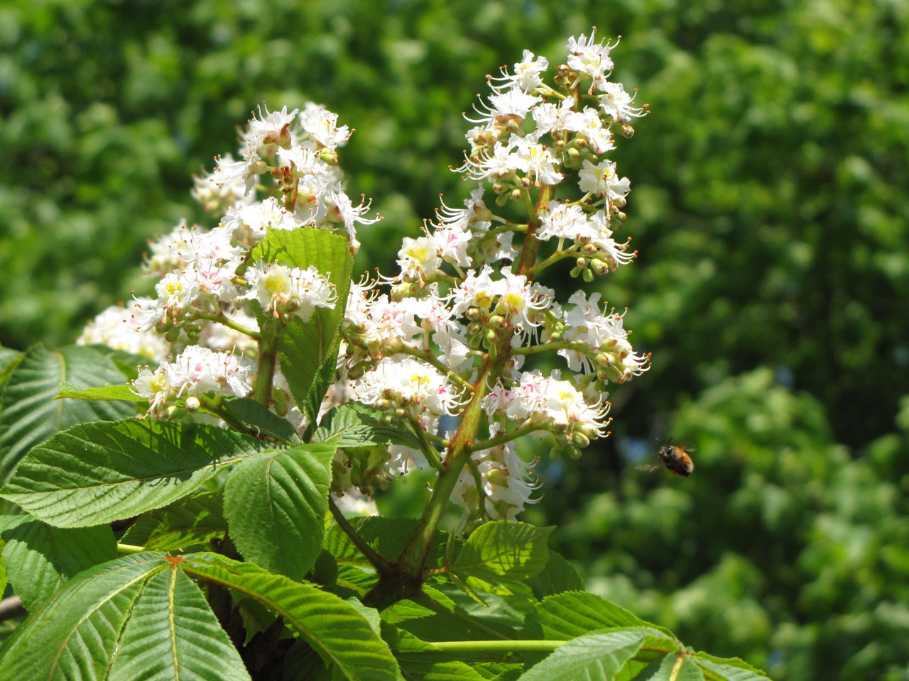 chestnut flower nature free photo