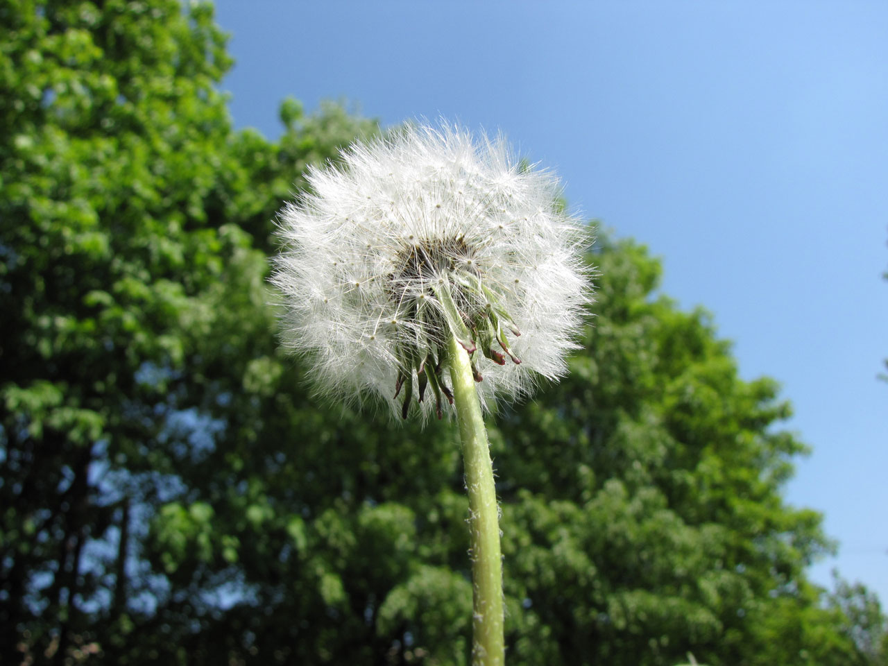 dandelion flower nature free photo