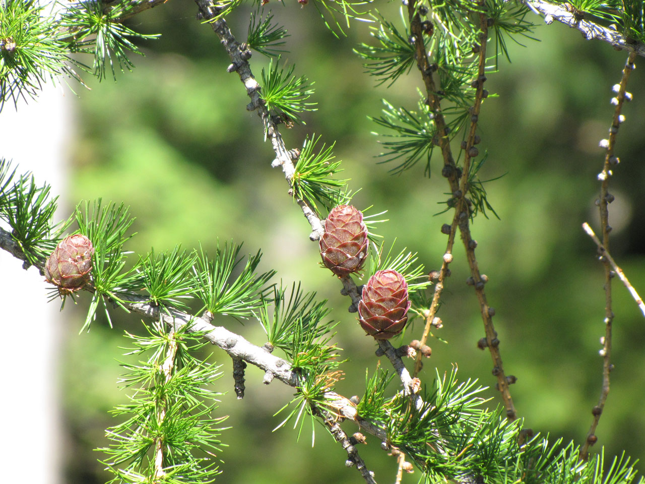 cones nature cones free photo