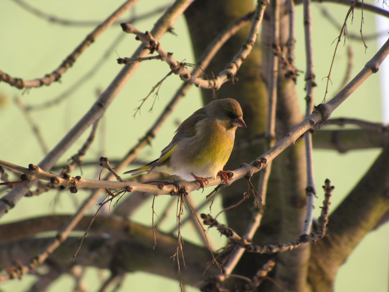 bird nature animal free photo