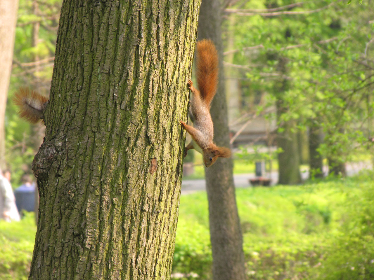 squirrel animal nature free photo