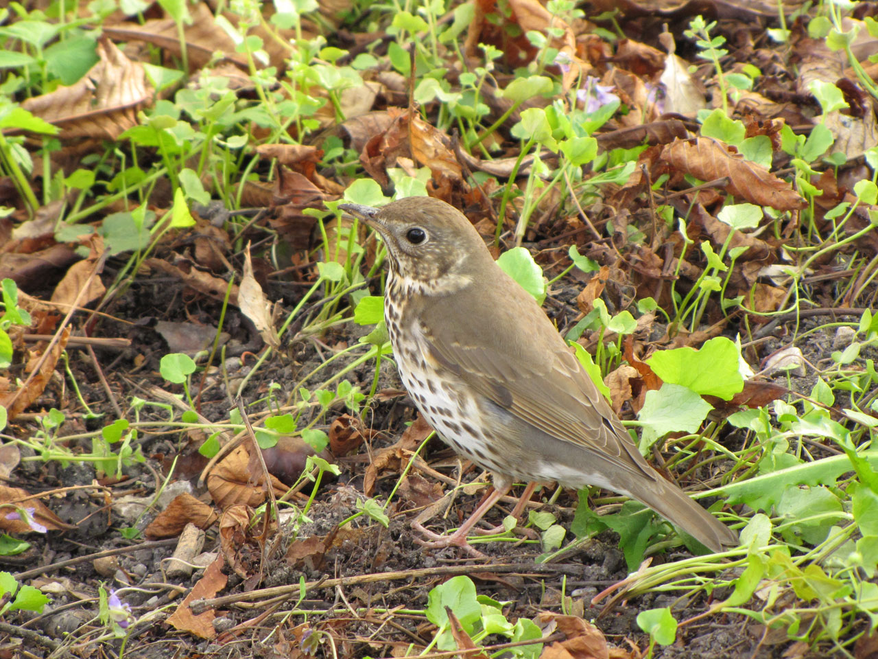 bird nature animals free photo