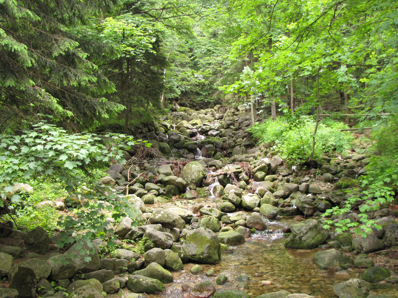 mountain stream nature free photo