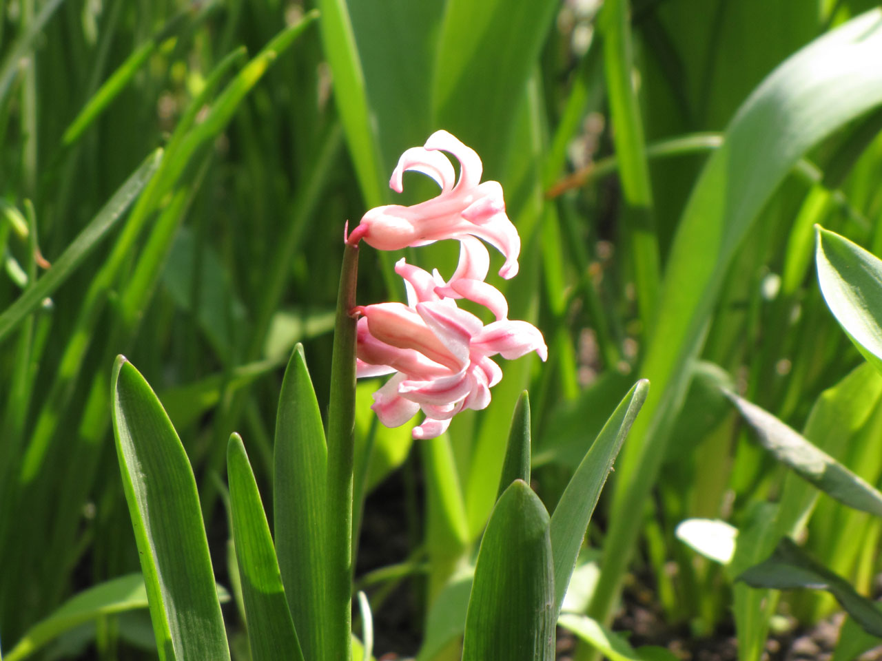 flowers nature flower in the garden free photo