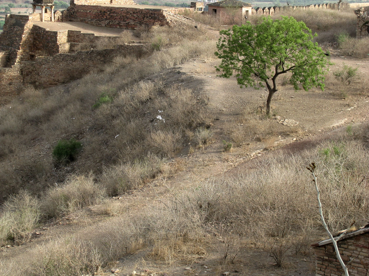 fort ruins tree free photo