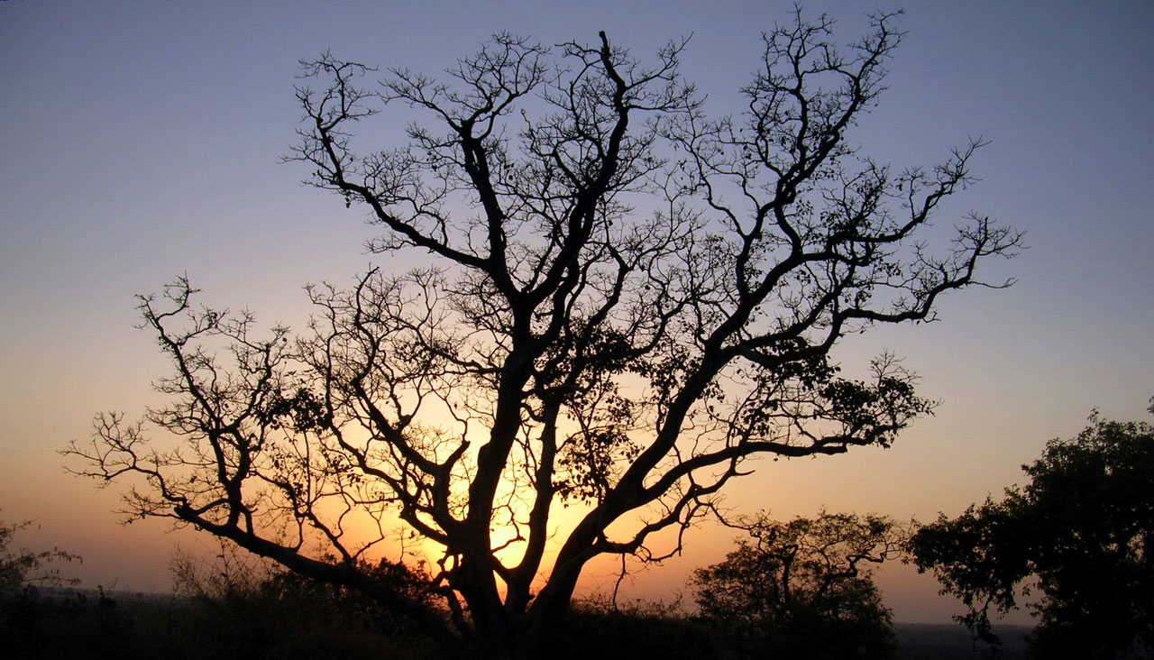 tree dusk sunset free photo