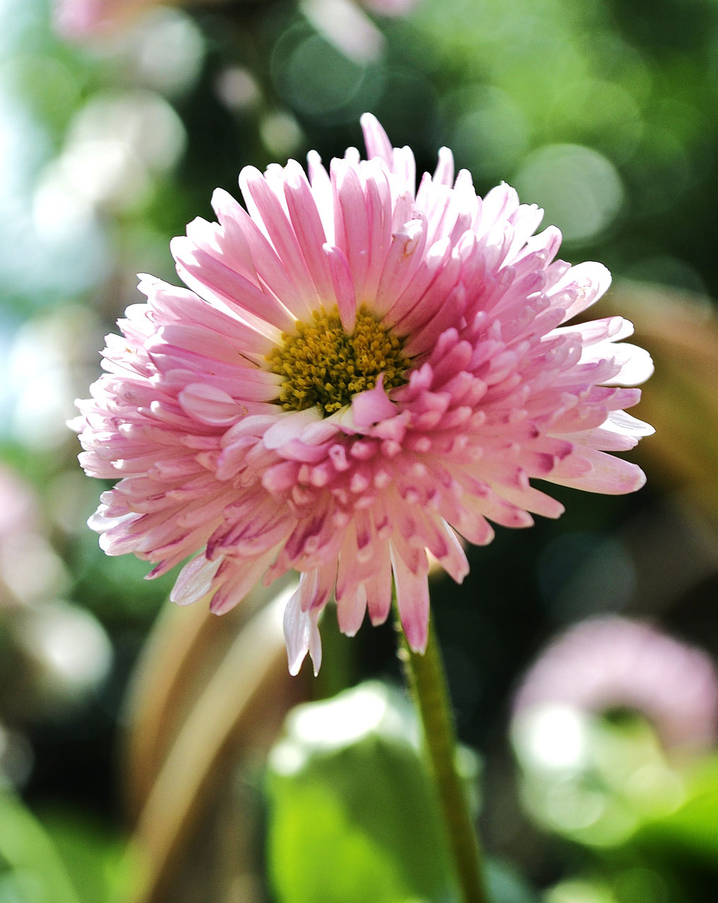 pink flower pink flower free photo