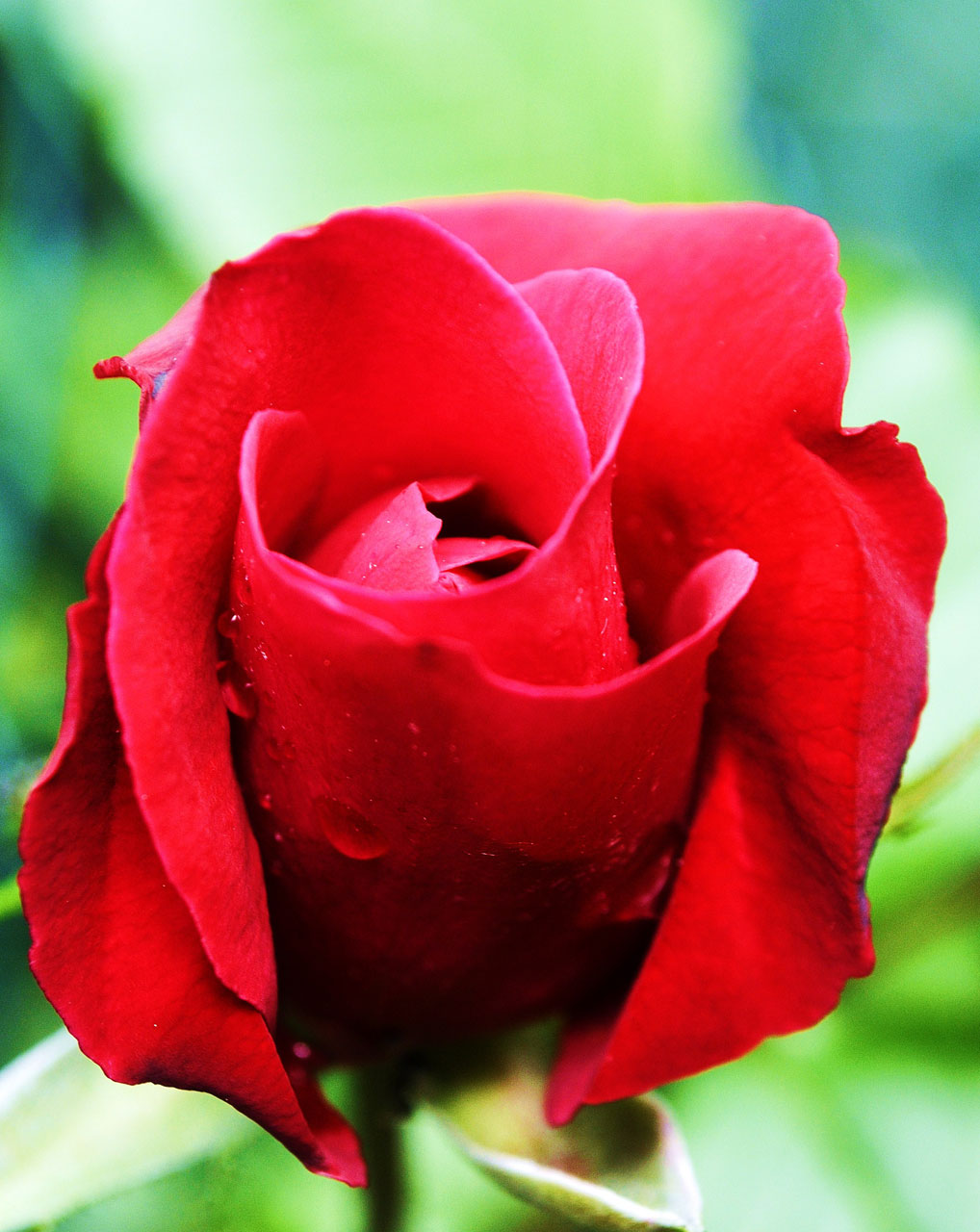 rose red flower free photo