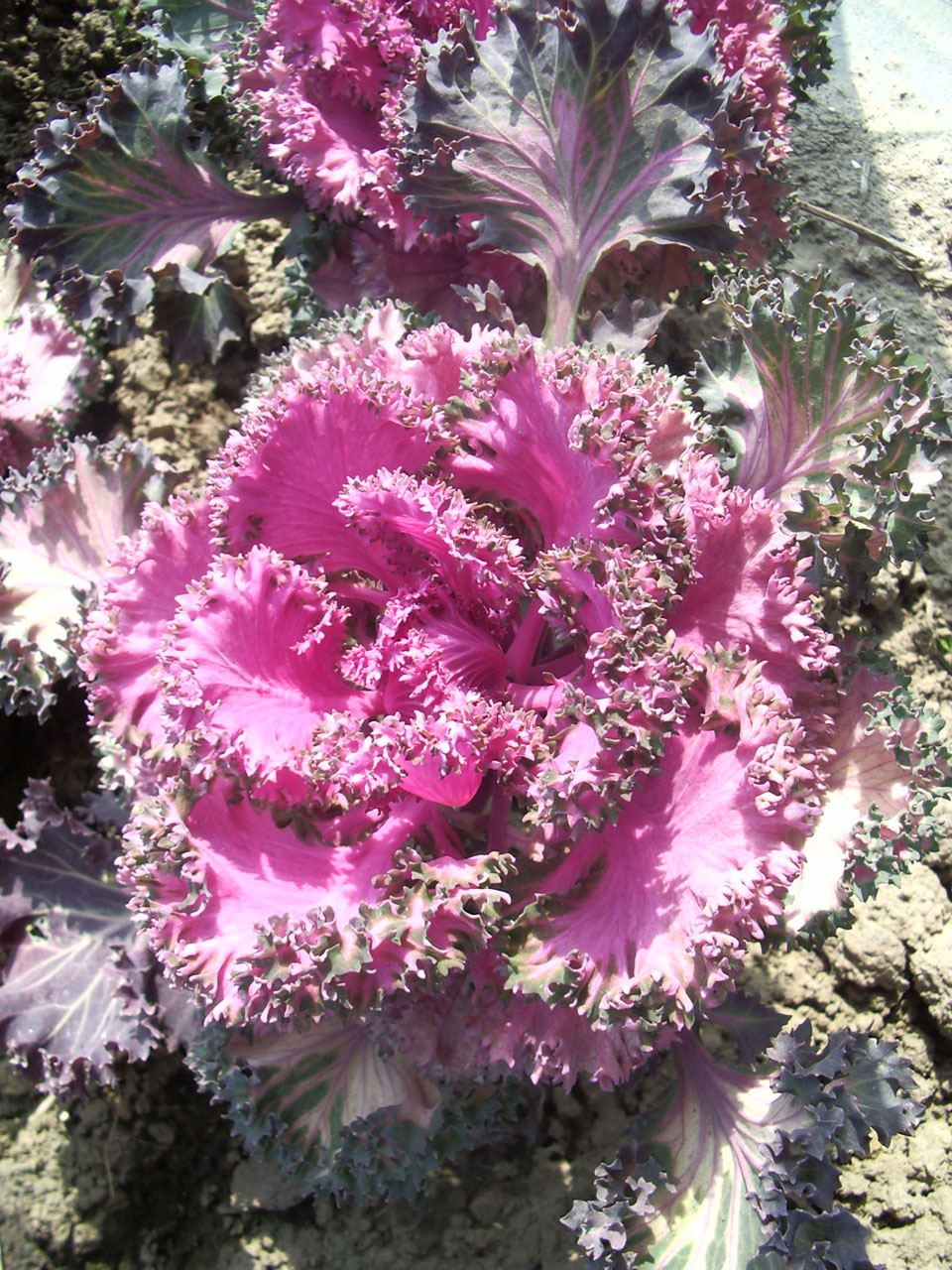 ornamental cabbage plant free photo
