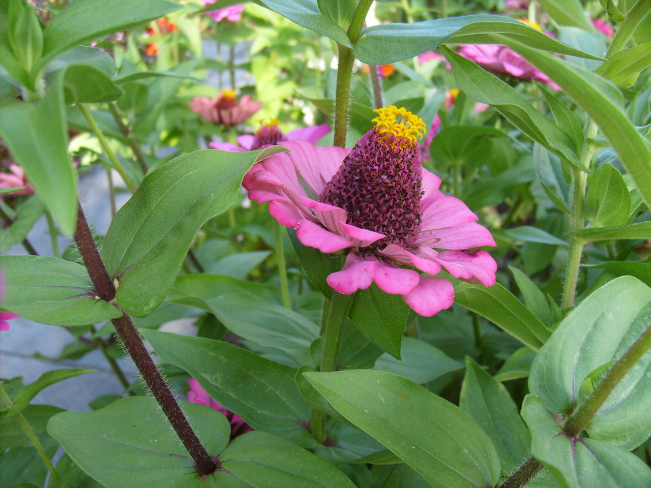 flowers pink flower bloom free photo