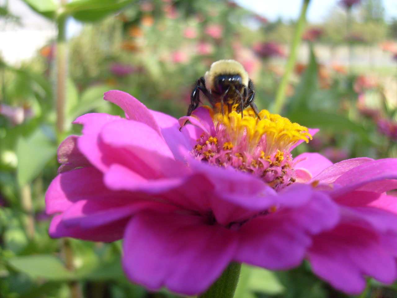 honey bee bee flower free photo