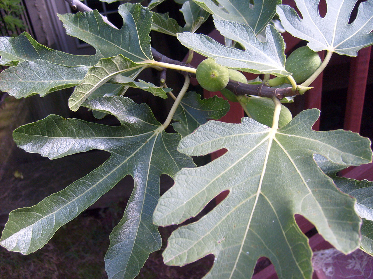 fig fig tree leaf free photo
