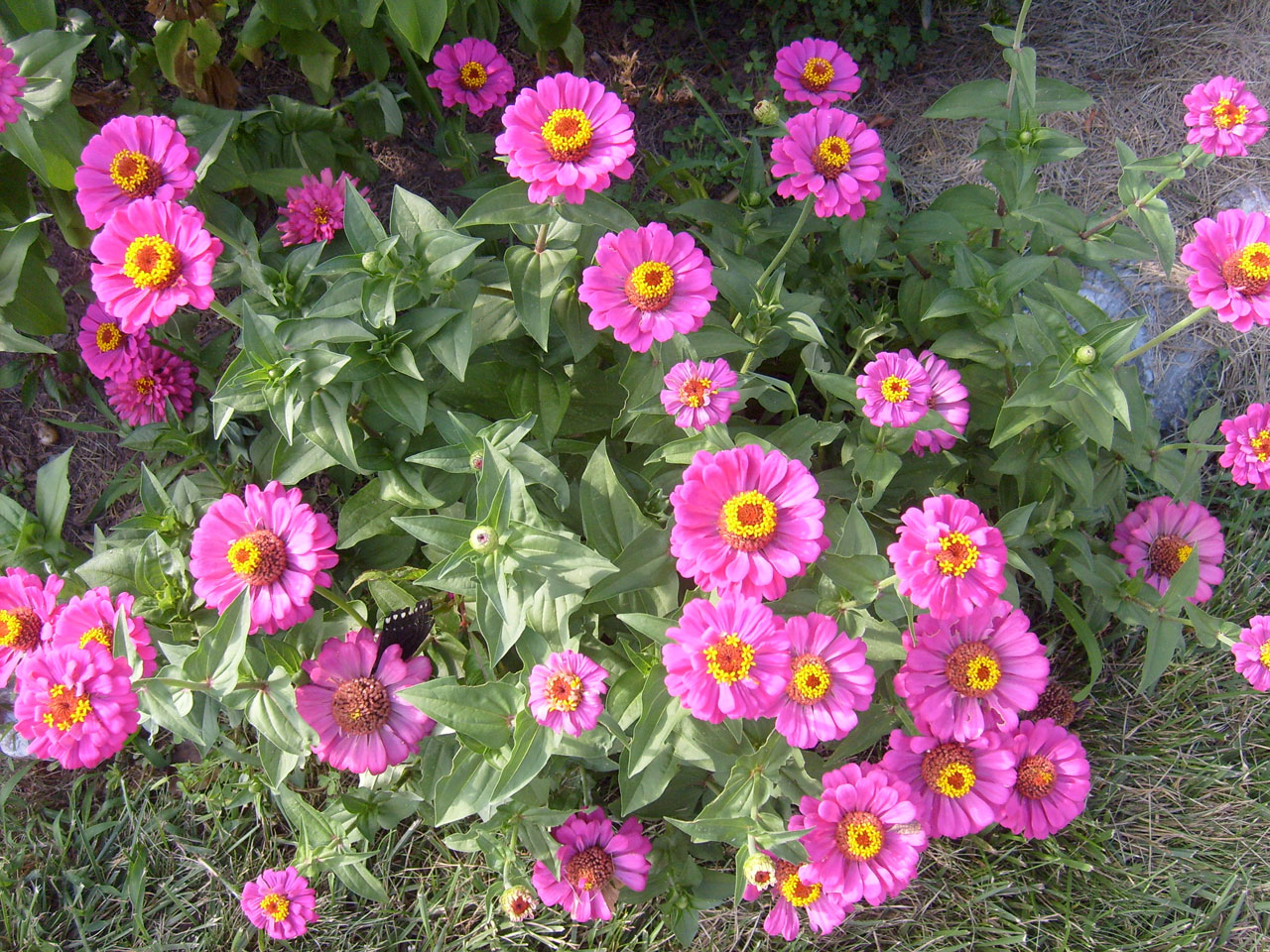 flowers pink greenery free photo