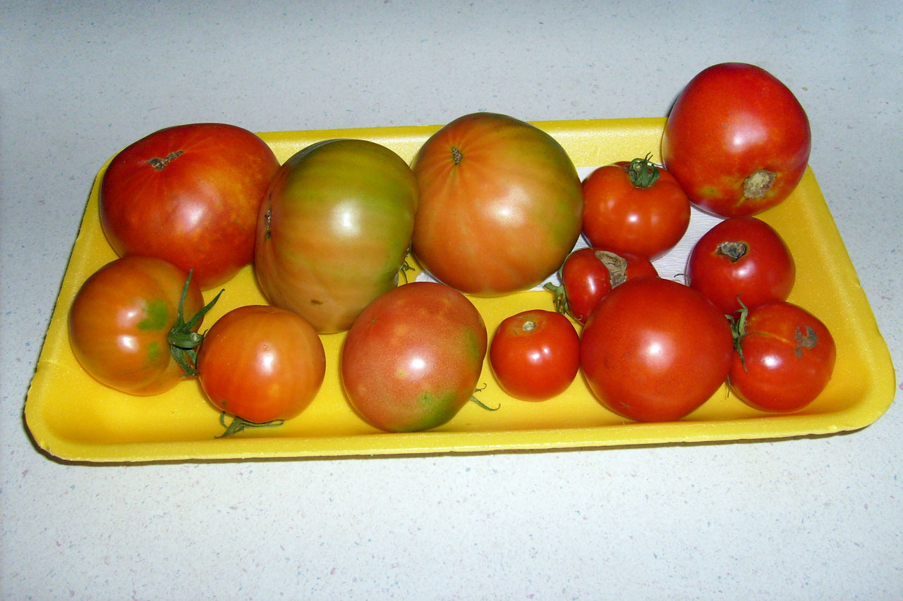 tomatoes tomato tray free photo