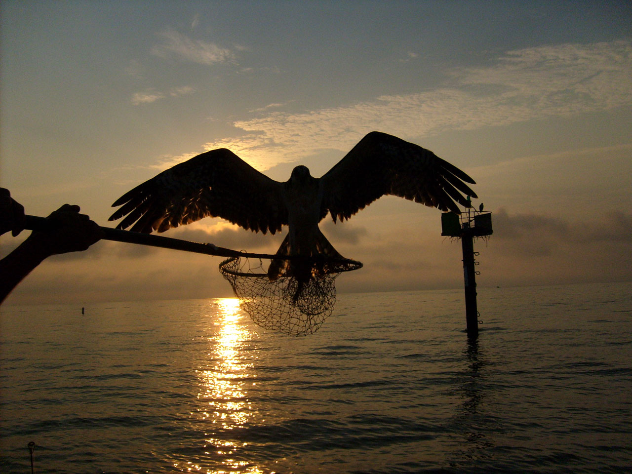 osprey hawk net free photo