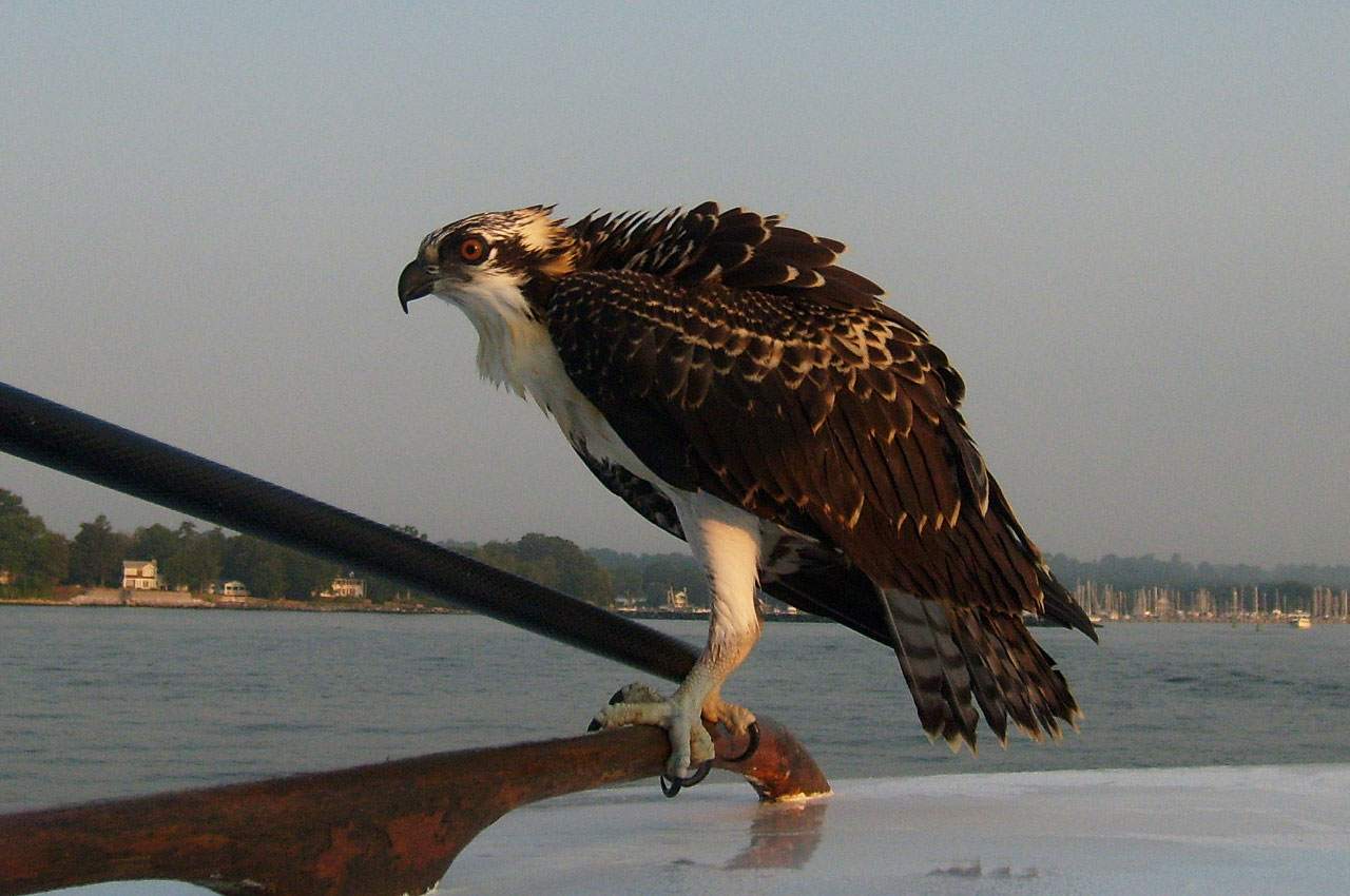 bird hawk water free photo