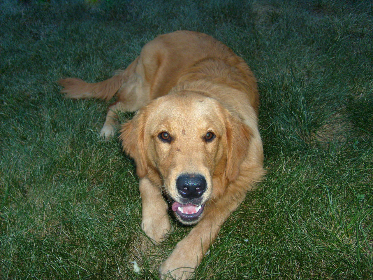 golden retriever dog free photo