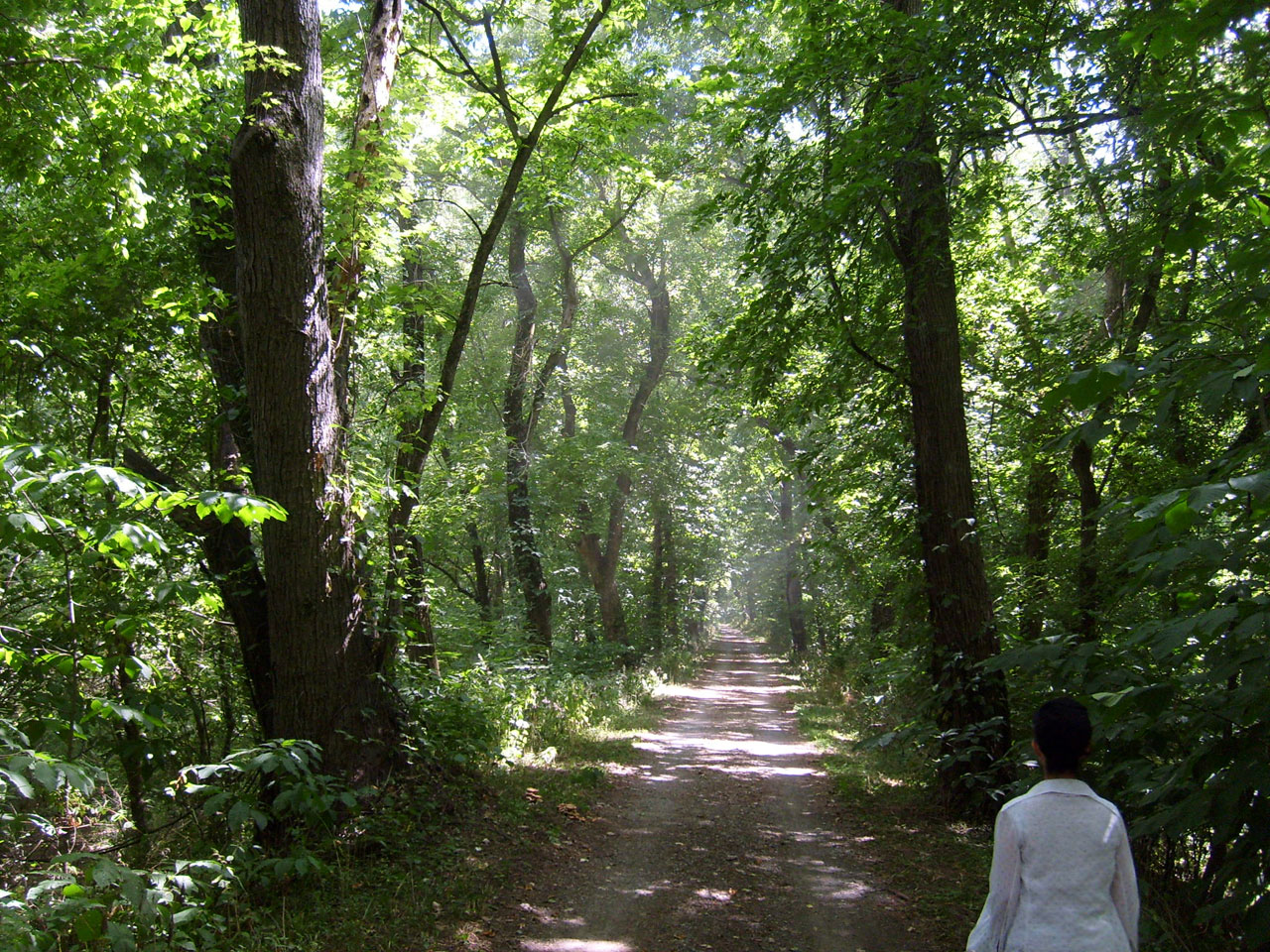 path woman trees free photo