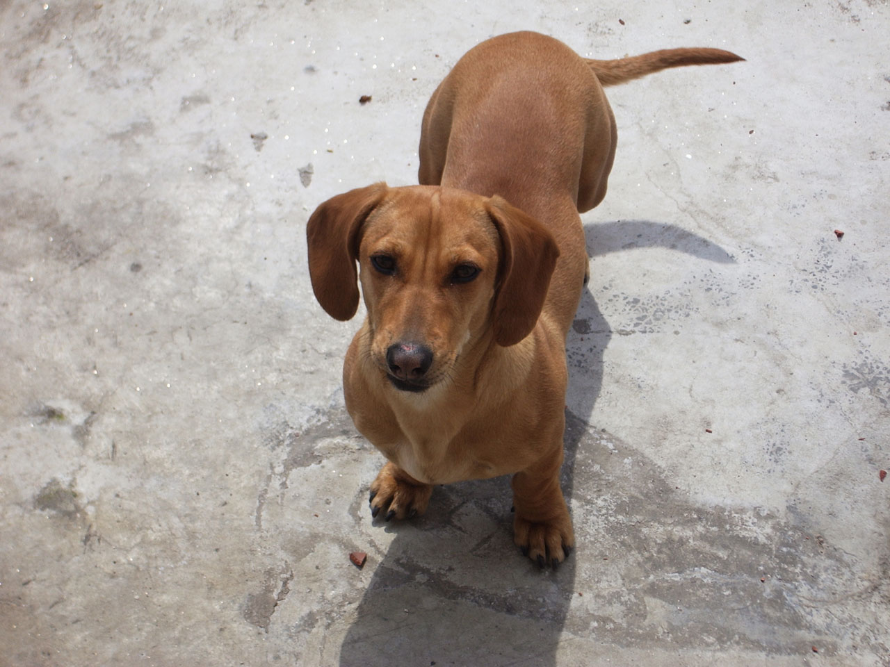 dog dachshund brown free photo