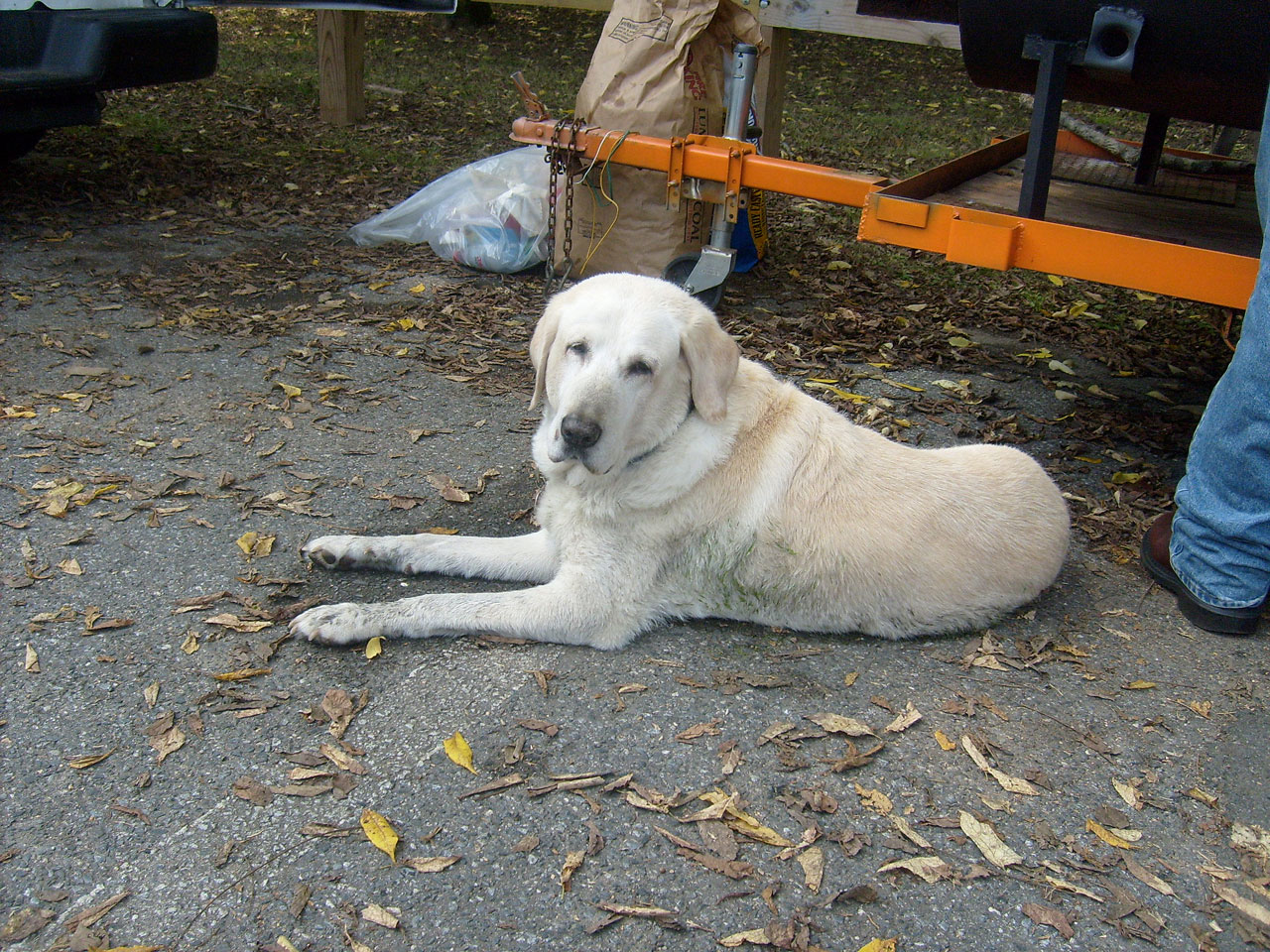 old dog retriever free photo