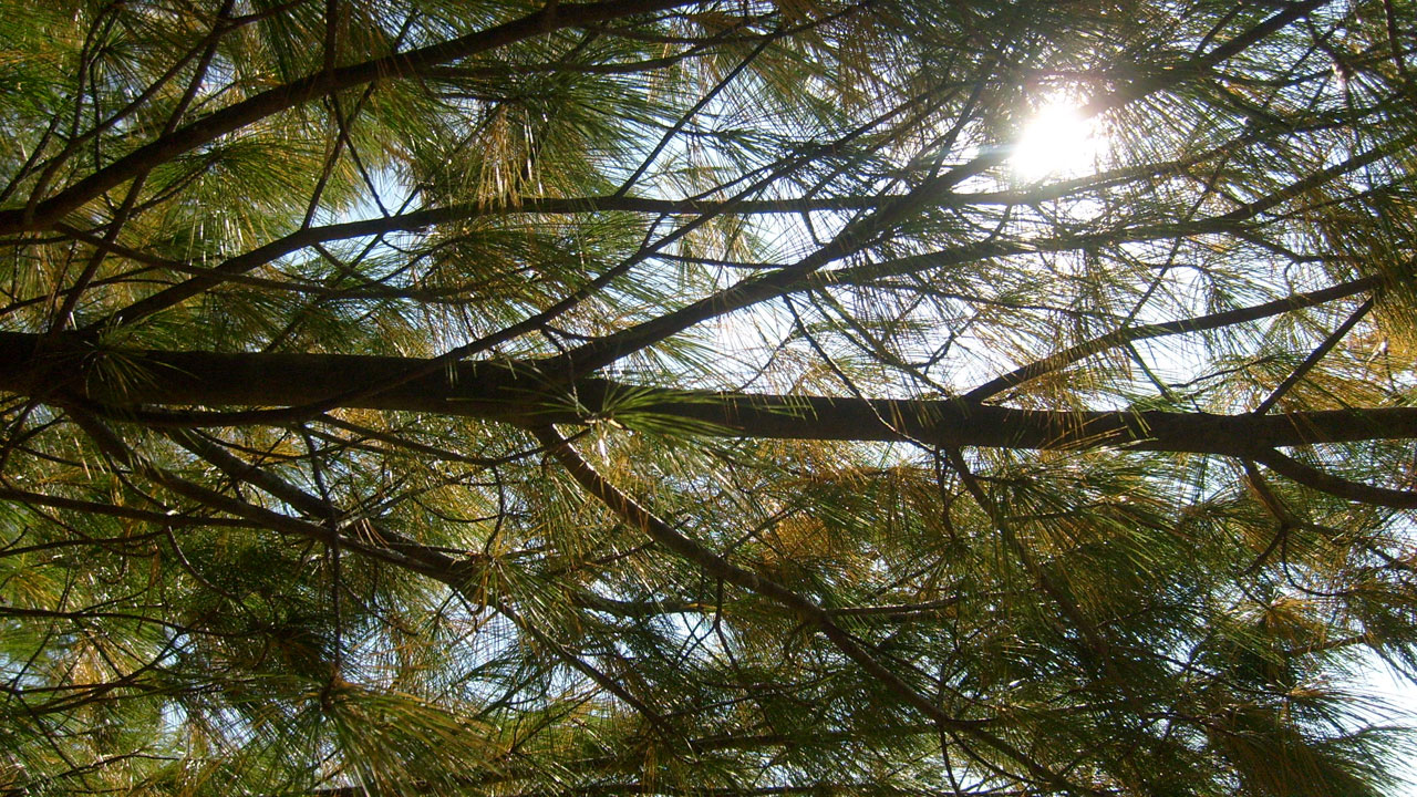pine tree branch needles free photo