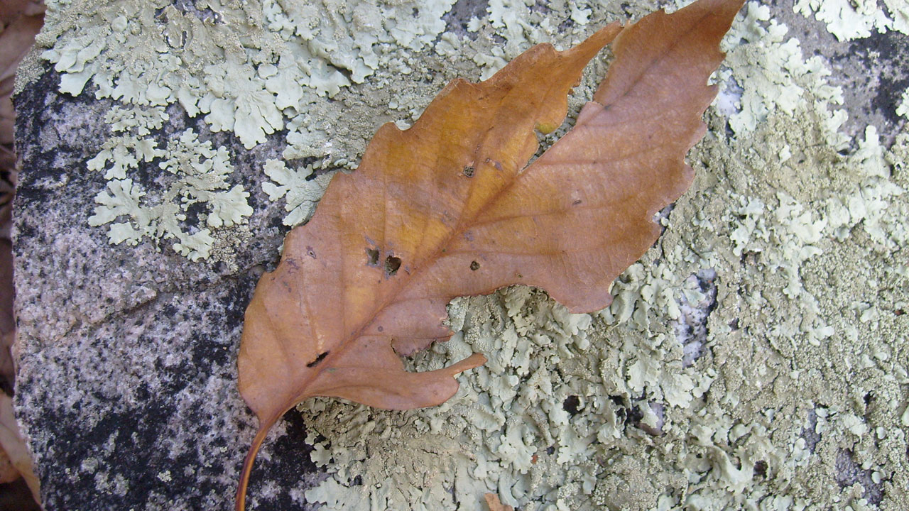 leaf rock autumn free photo