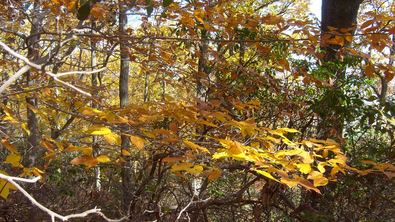 leaves yellow branches free photo