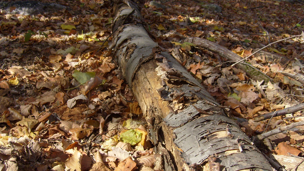 log fallen leaves free photo