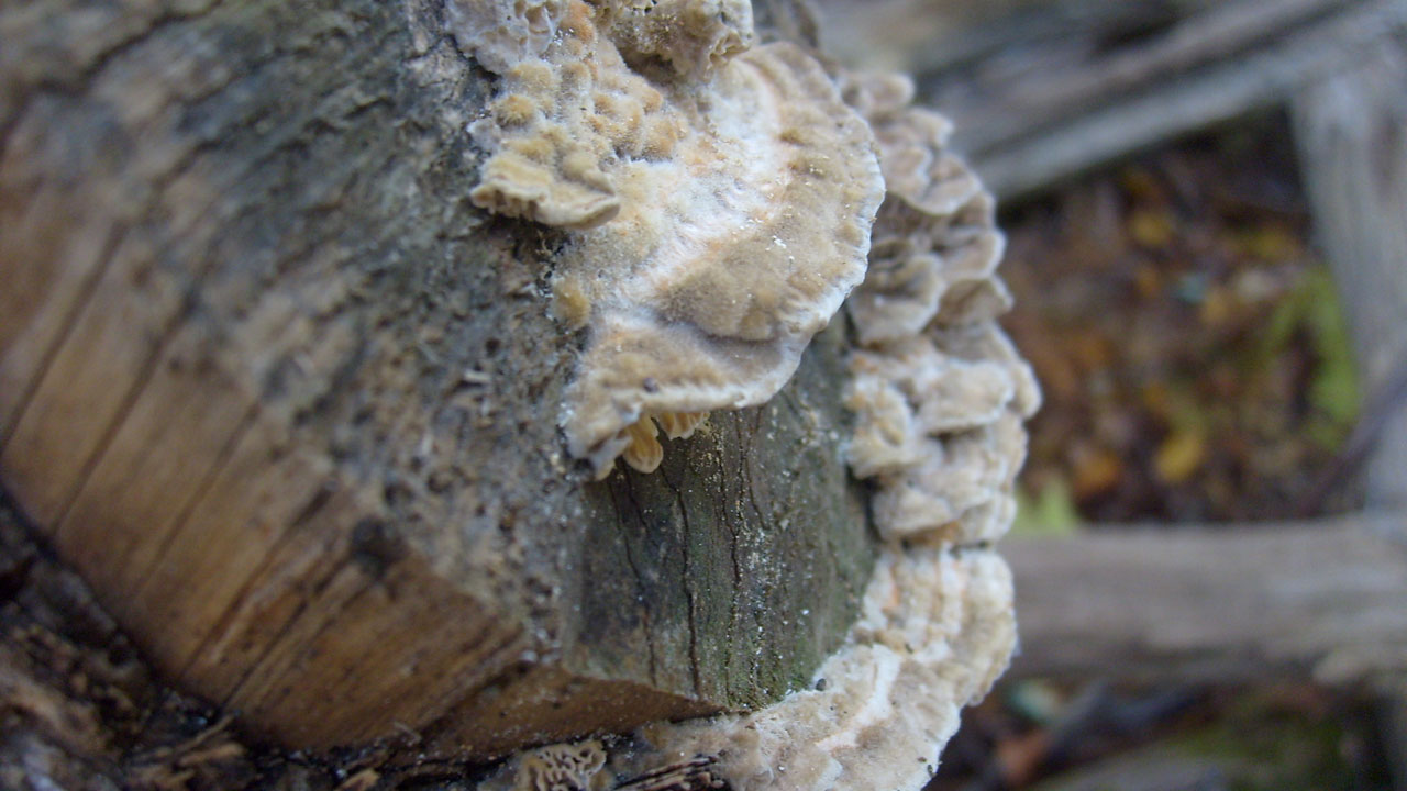 fungus mushroom tree free photo