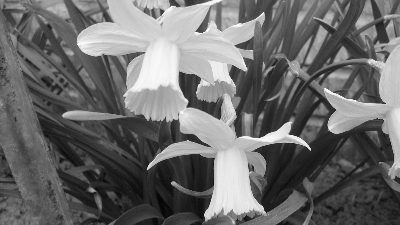 daffodil flower narcissus free photo