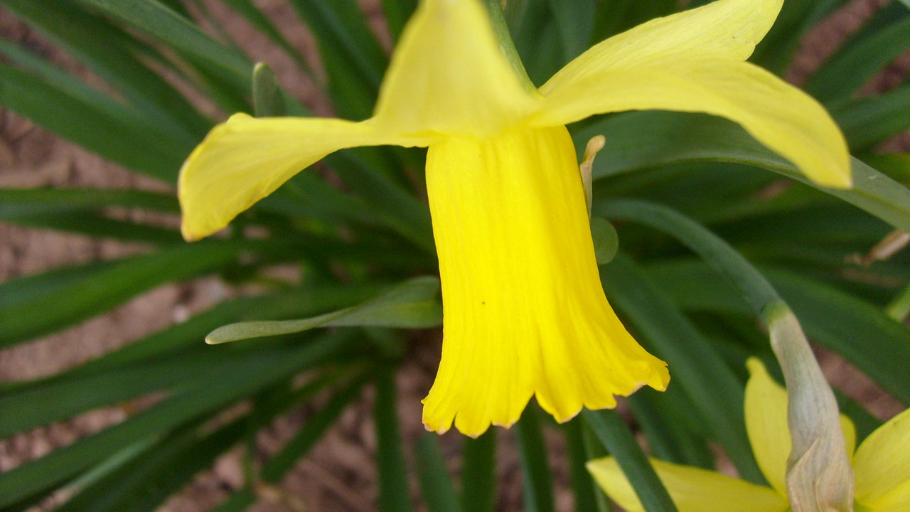 flower daffodil daffodil free photo