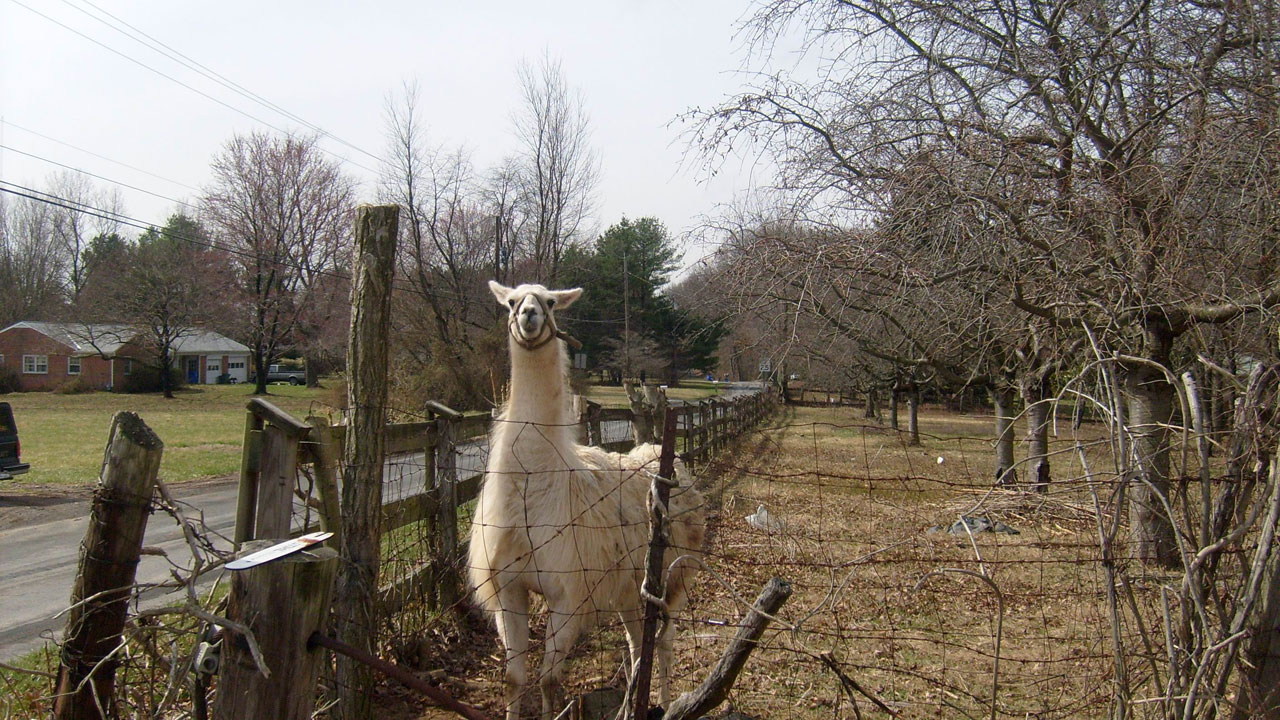 alpaca fence alpaca and fence free photo