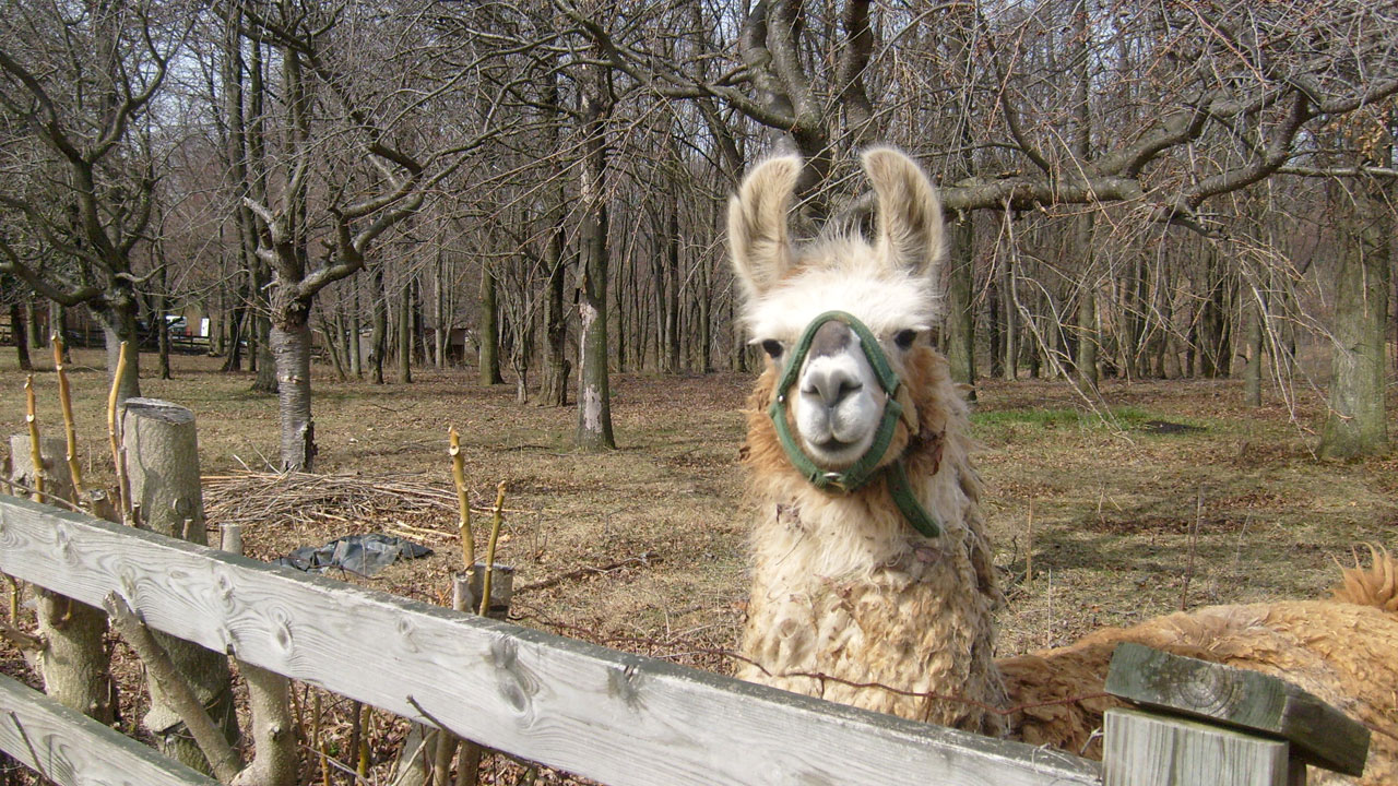 alpaca llama look free photo