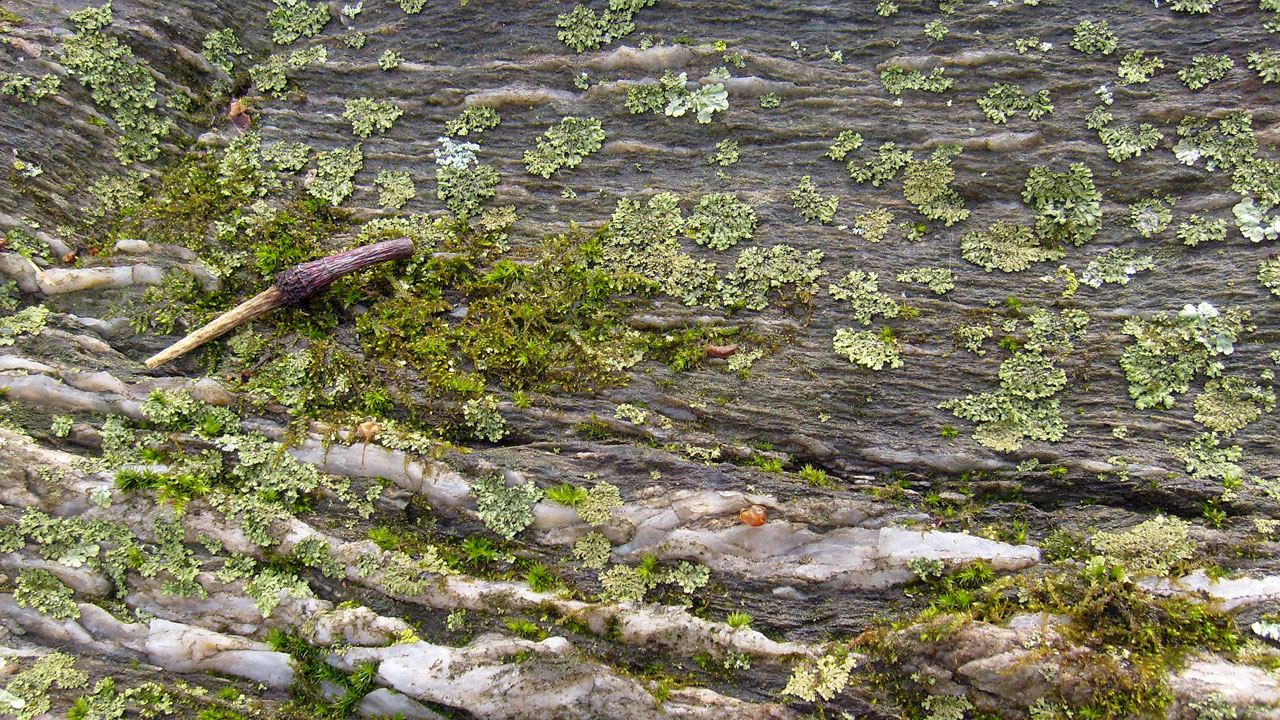 moss mold rock free photo