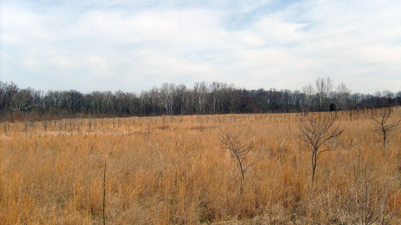 field grass trees free photo