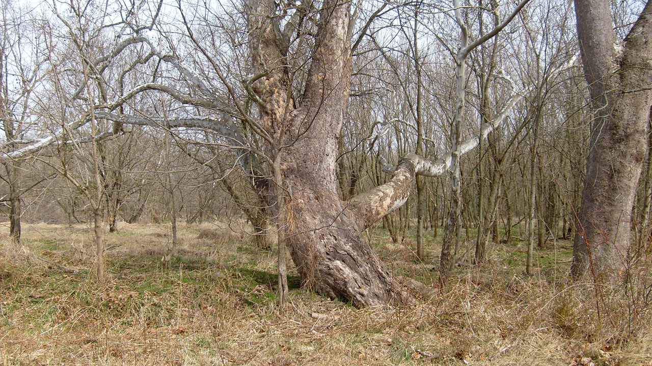 old tree grass free photo