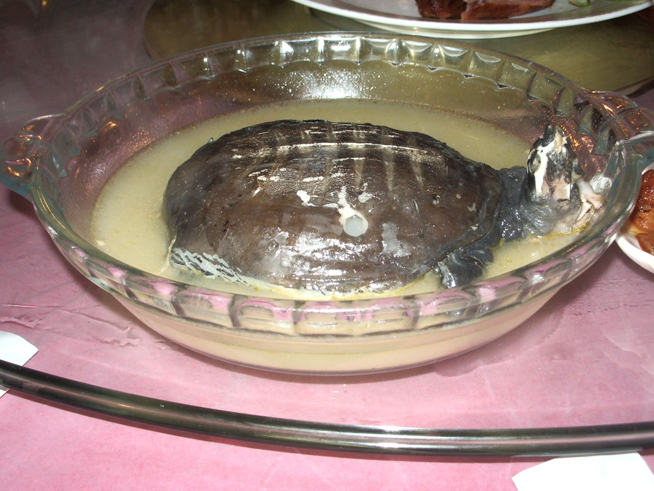 soup turtle shell free photo