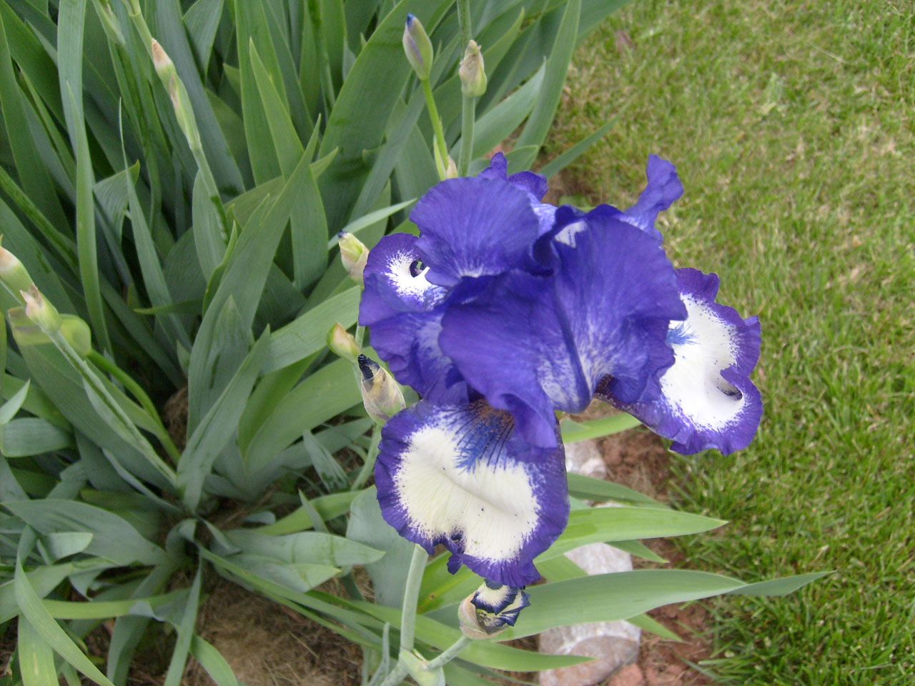 iris flower stems free photo