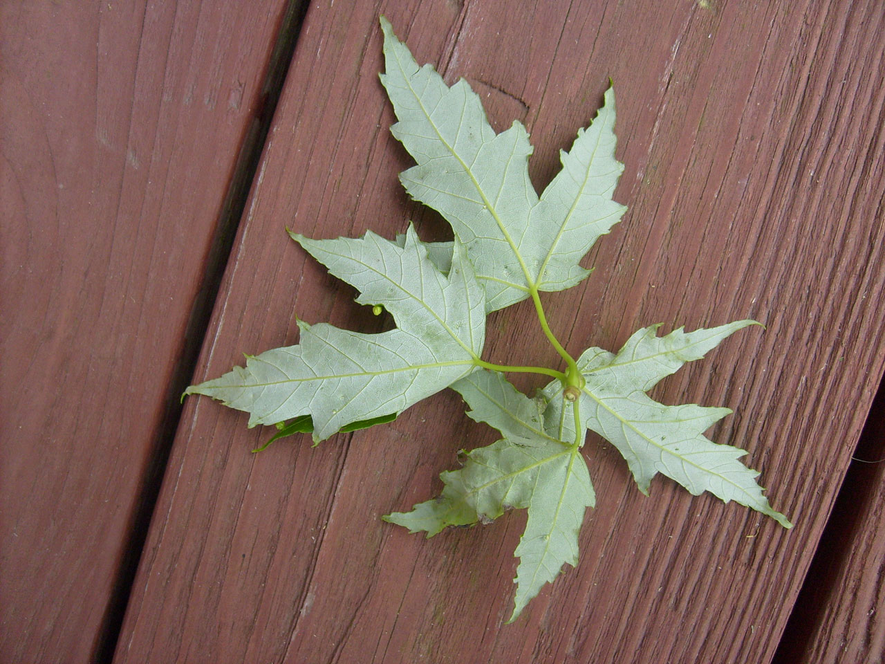 leaves green deck free photo