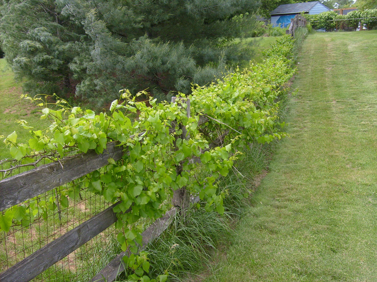 fence grapevine grass free photo