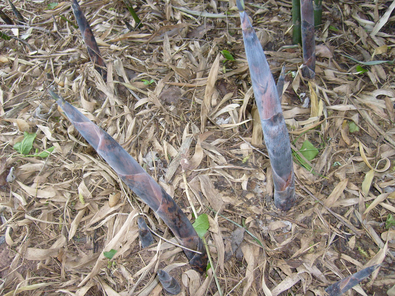 bamboo shoots groundcover free photo