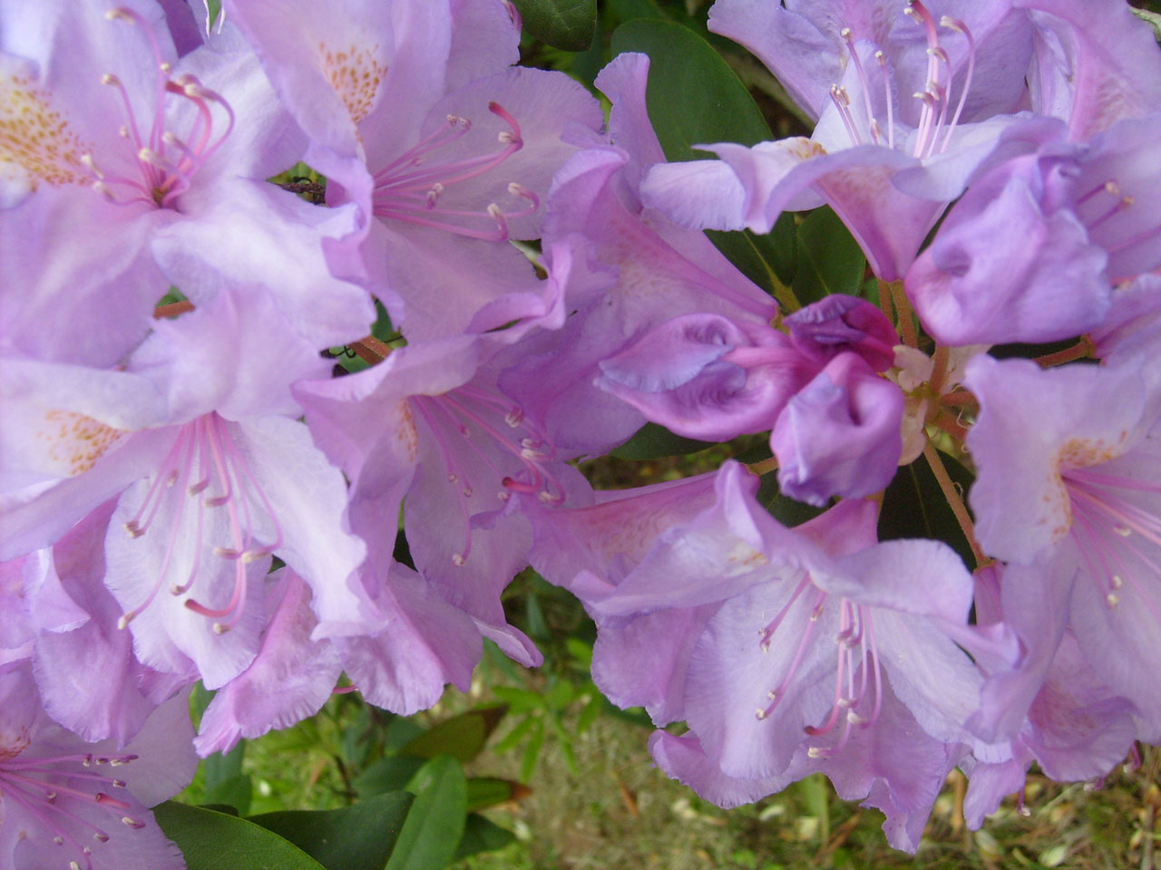 rhododendron pink flower free photo