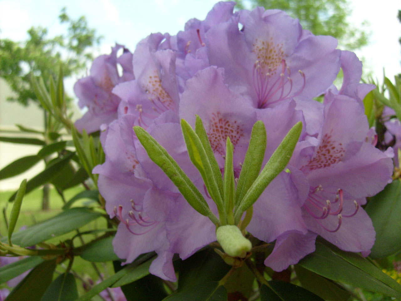 rhododendron pink flower free photo