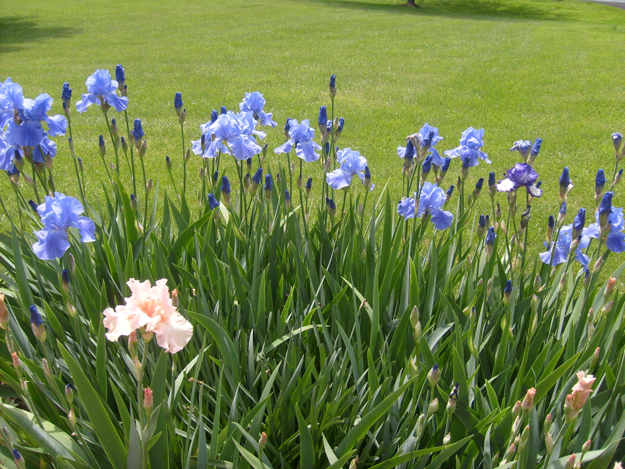 iris flower blue free photo