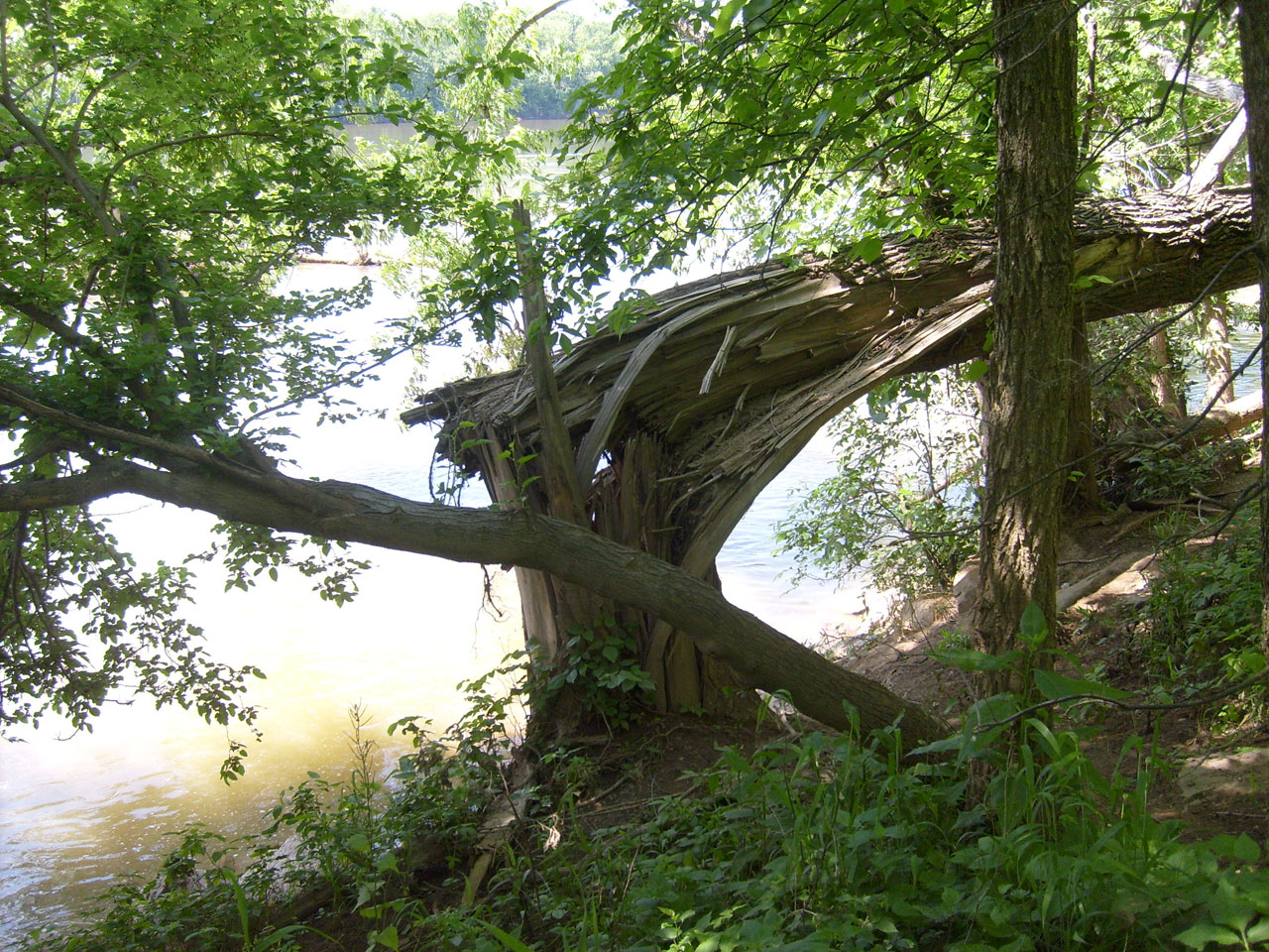 tree wood river free photo