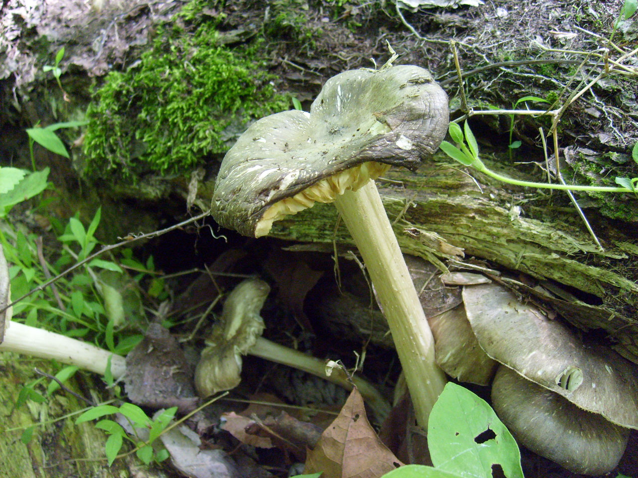 toad stool mushroom free photo