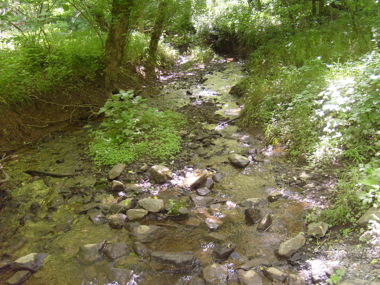 creek stream water free photo