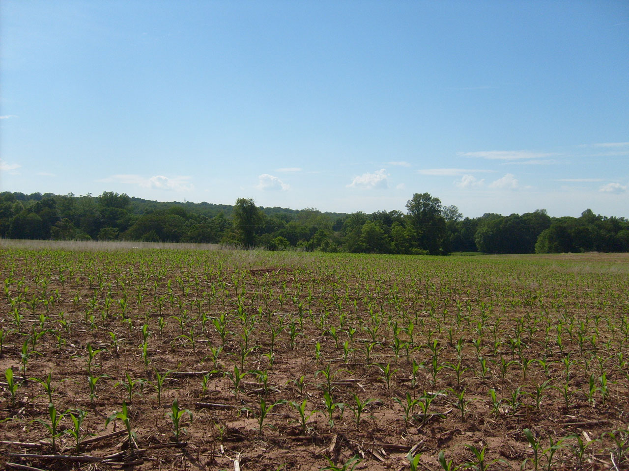 plant corn field free photo