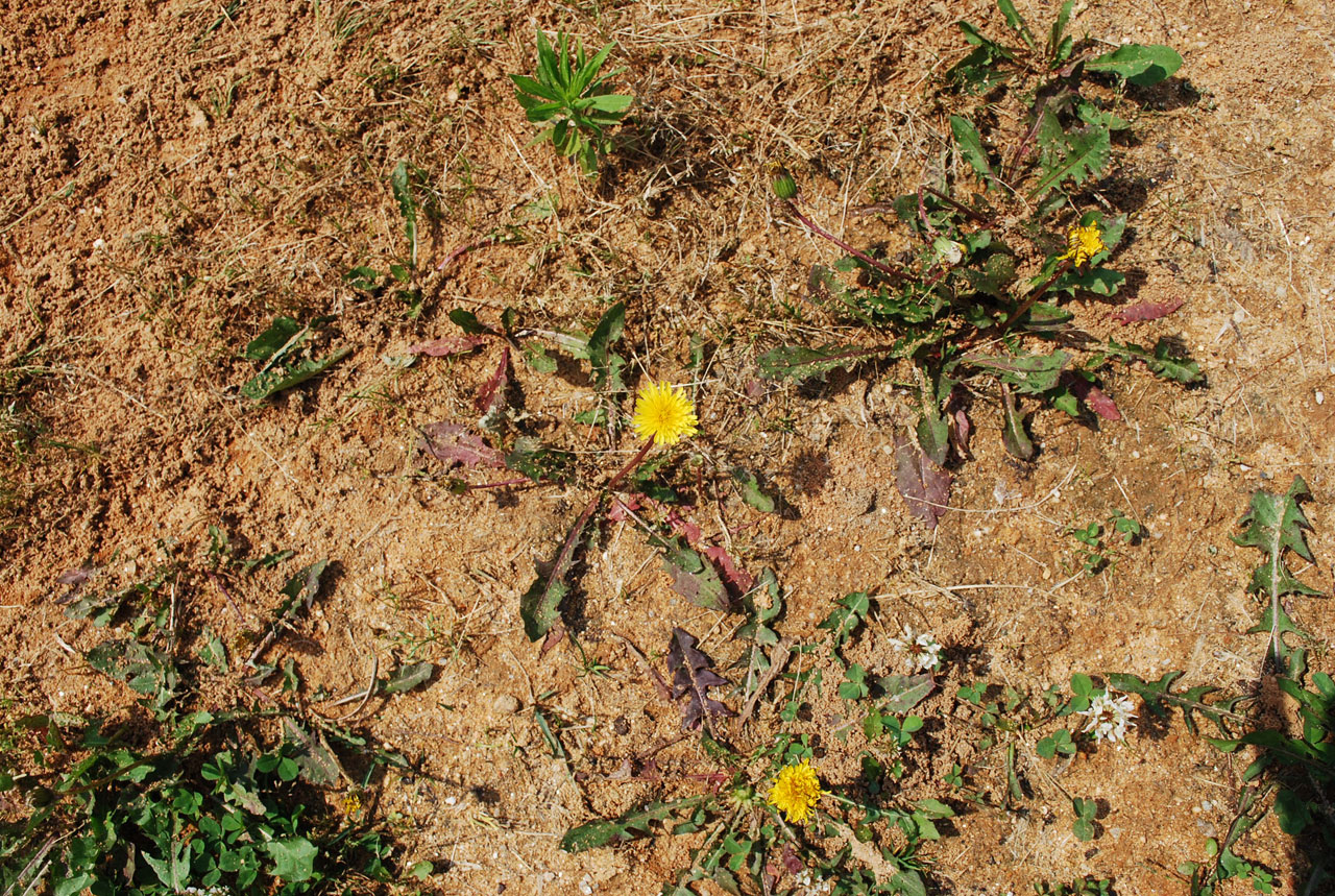 weed dandelion dirt free photo