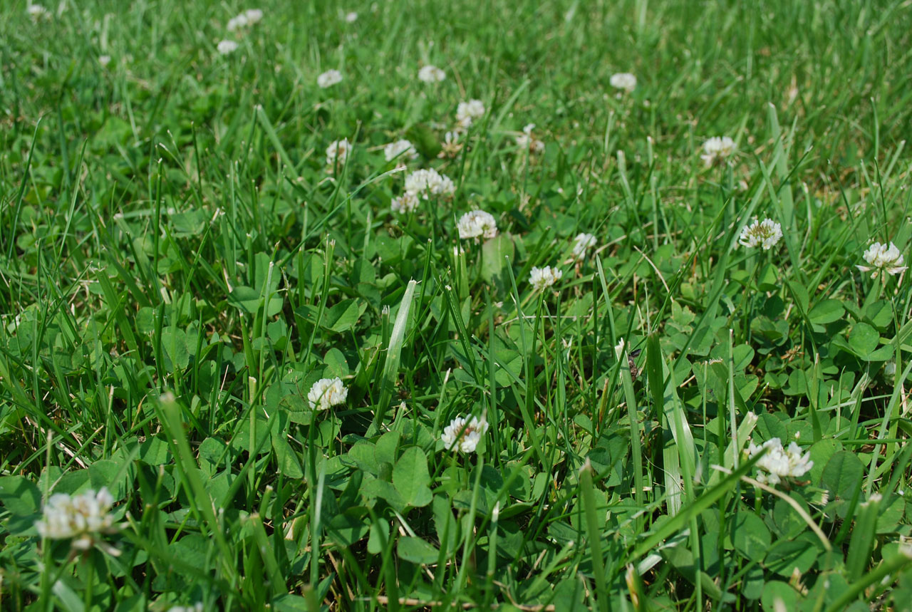 grass clover flower free photo